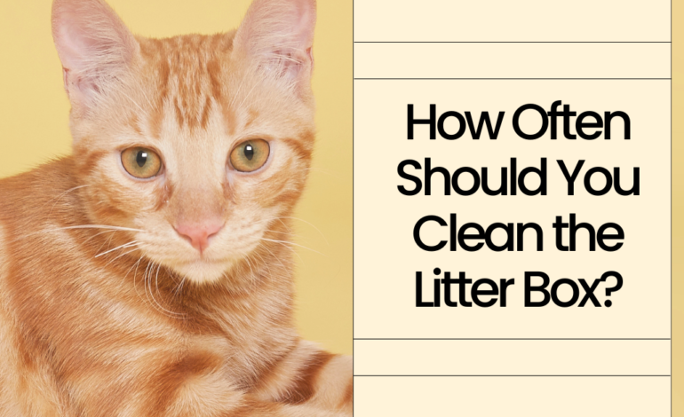 How Often Should You Clean the Litter Box?