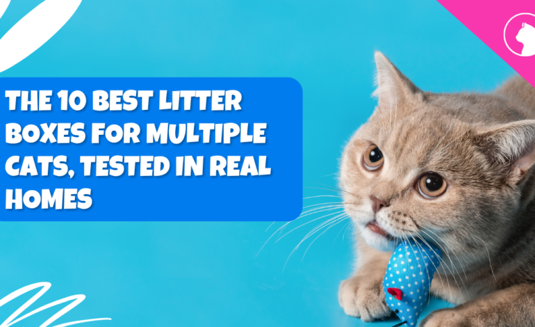 The 10 Best Litter Boxes for Multiple Cats, Tested in Real Homes