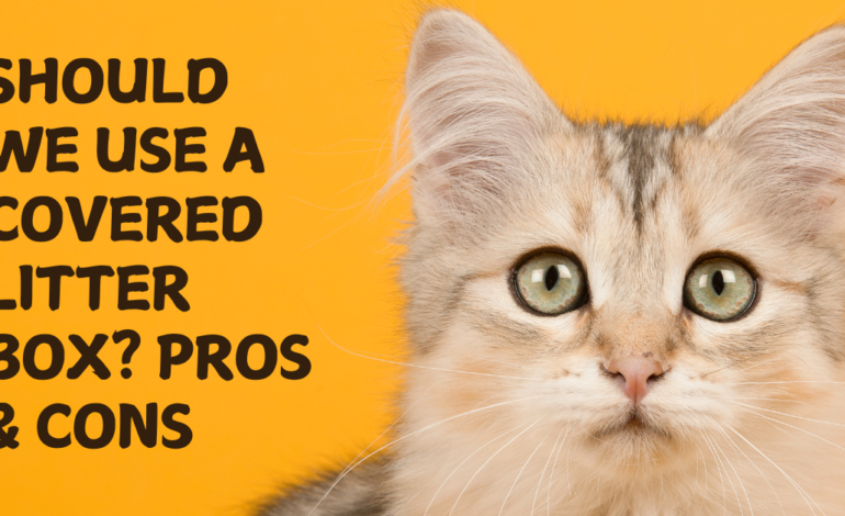 Should We Use a Covered Litter Box? Pros & cons
