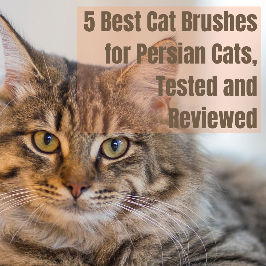 ​5 Best Cat Brushes for Persian Cats, Tested and Reviewed