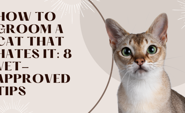 How to Groom a Cat That Hates It: 8 Vet-Approved Tips