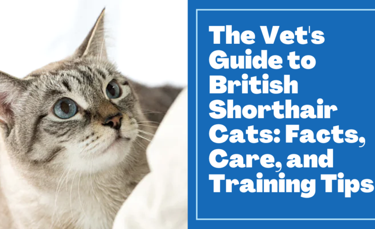 The Vet’s Guide to British Shorthair Cats: Facts, Care, and Training Tips