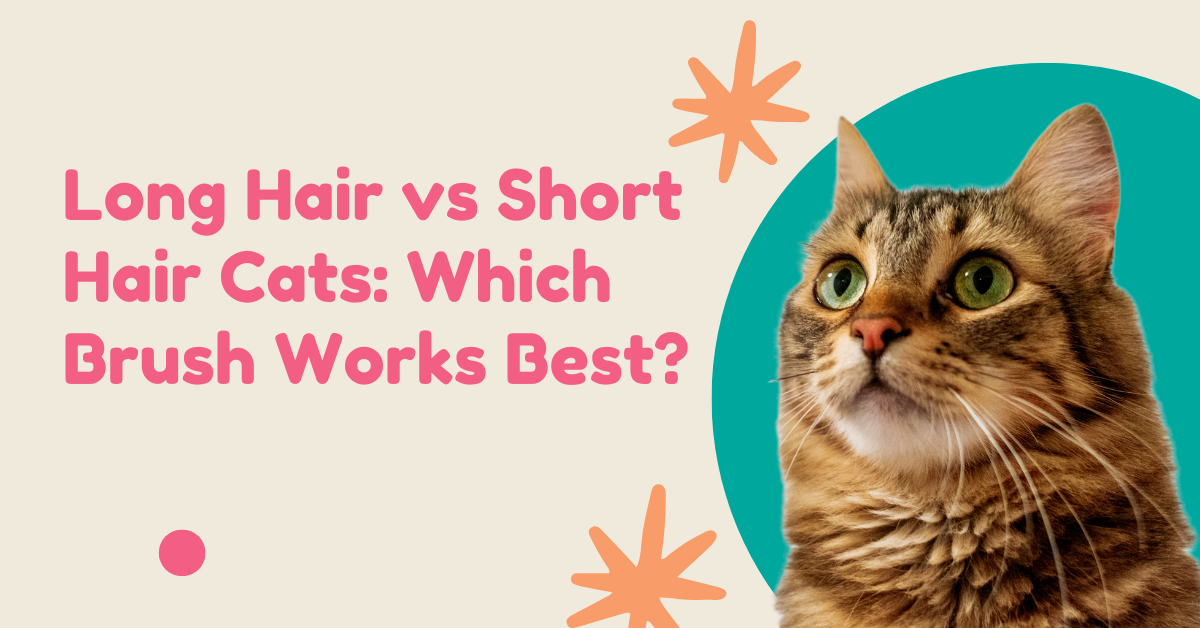 Long Hair vs Short Hair Cats: Which Brush Works Best?