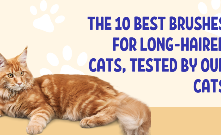 The 10 Best Brushes for Long-Haired Cats, Tested by Our Cats