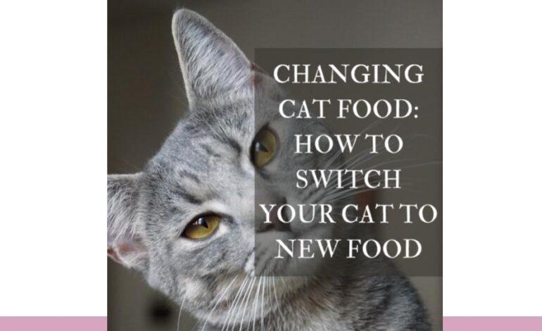 How to switch Your Cat to New Food