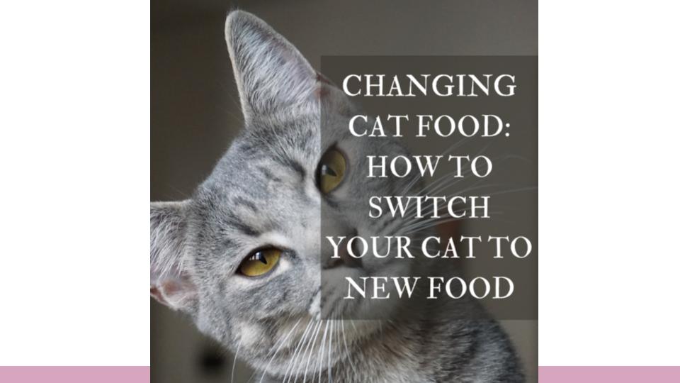 Changing Cat Food: How to Switch Your Cat to New Food