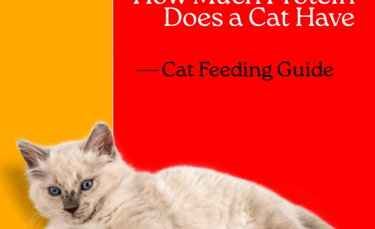 How Much Protein Does a Cat Have