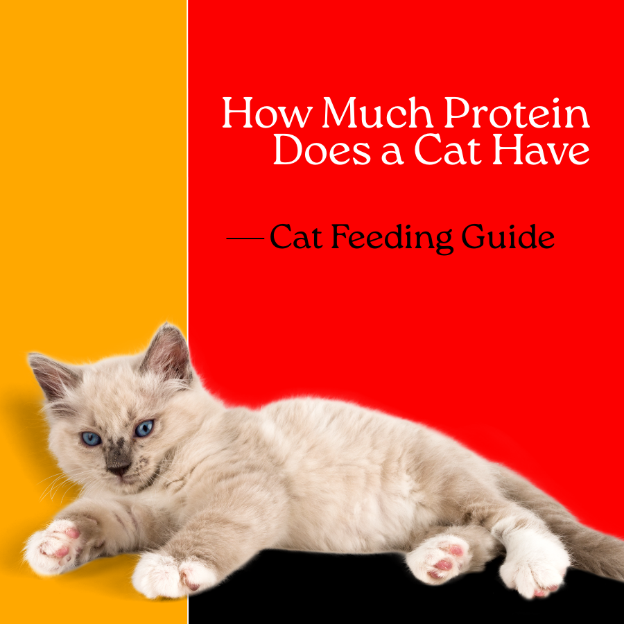 How Much Protein Does a Cat Have – Cat Feeding Guide