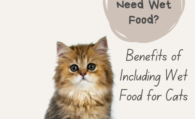Do Cats Need Wet Food? Benefits of Including Wet Food for Cats