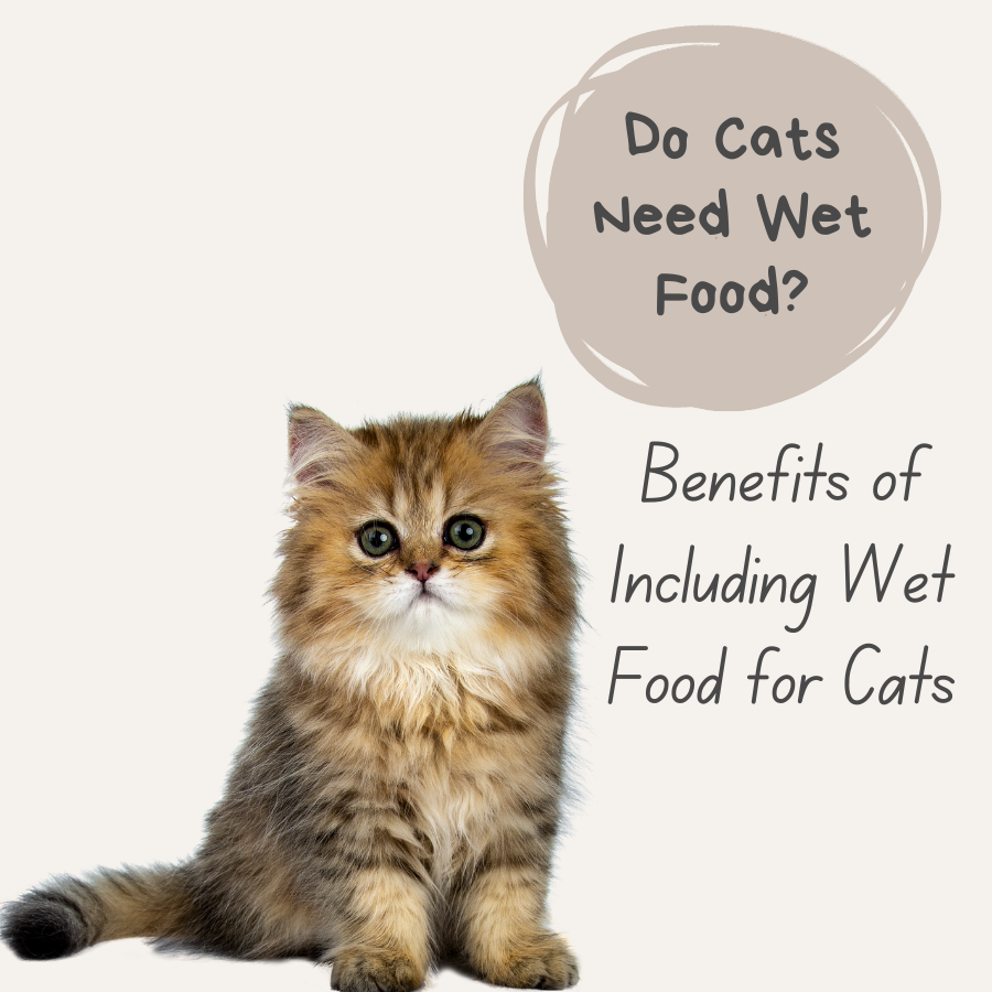 Do Cats Need Wet Food? Benefits of Including Wet Food for Cats