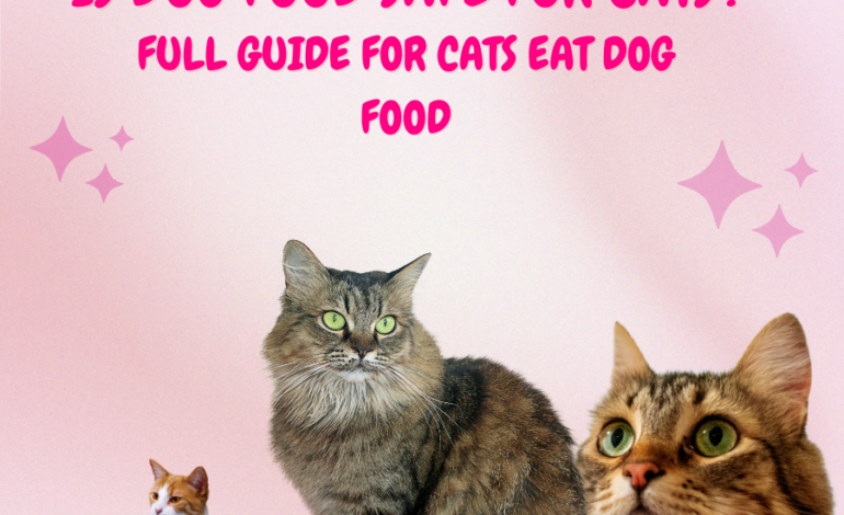 Full Guide for Cats Eat Dog Food