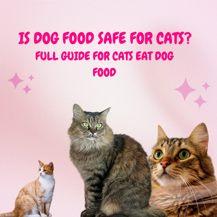 Is Dog Food Safe for Cats? Full Guide for Cats Eat Dog Food