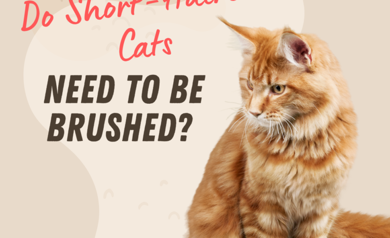 Do Short-Haired Cats Need to Be Brushed?