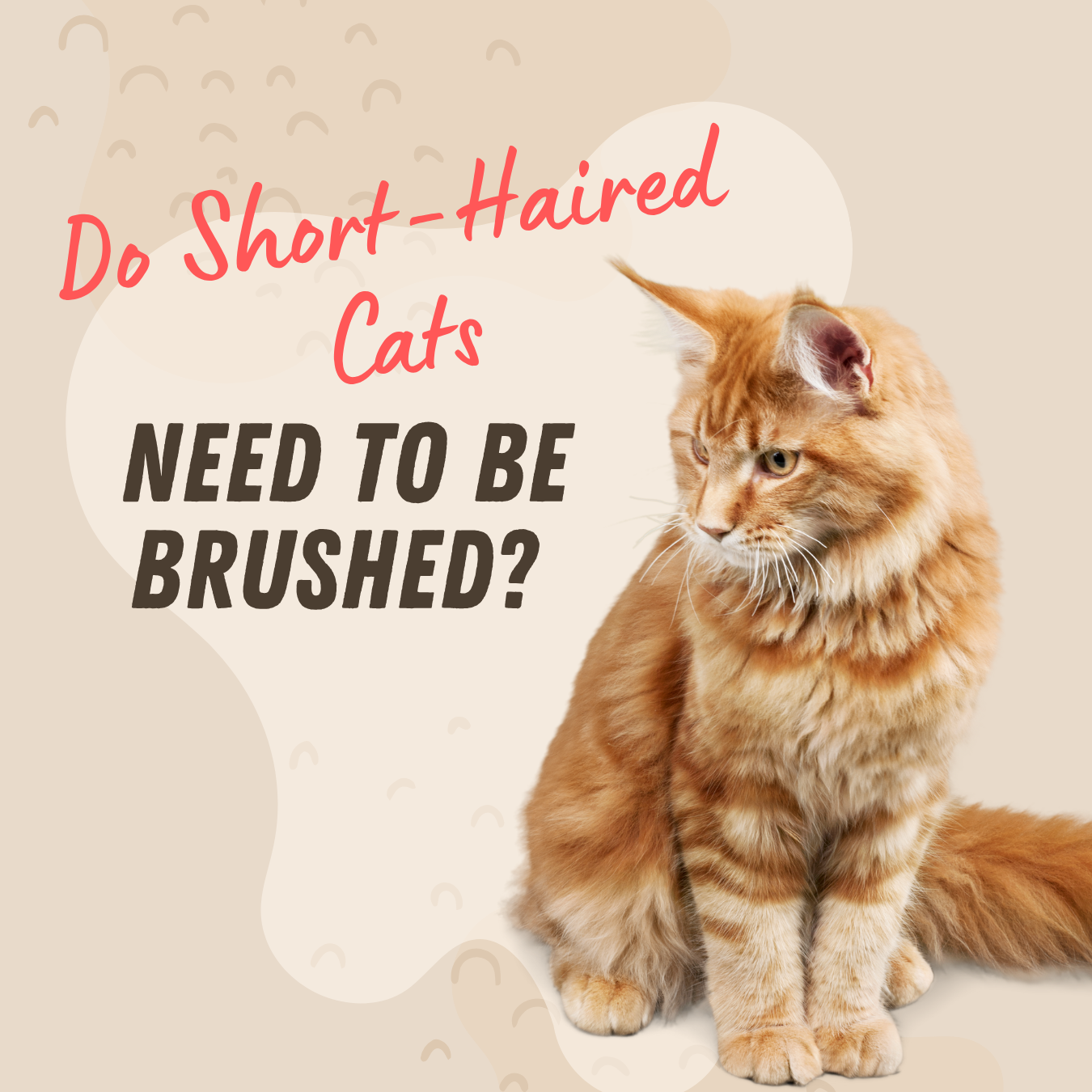 Do Short-Haired Cats Need to Be Brushed?