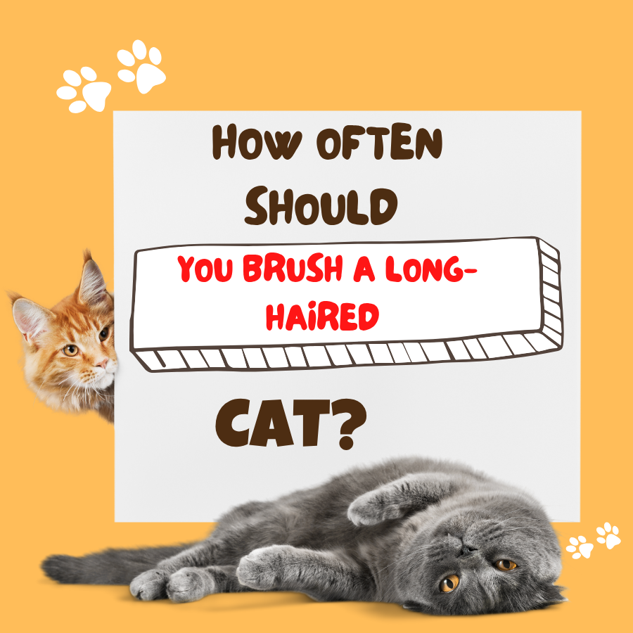 How Often Should You Brush a Long-Haired Cat?