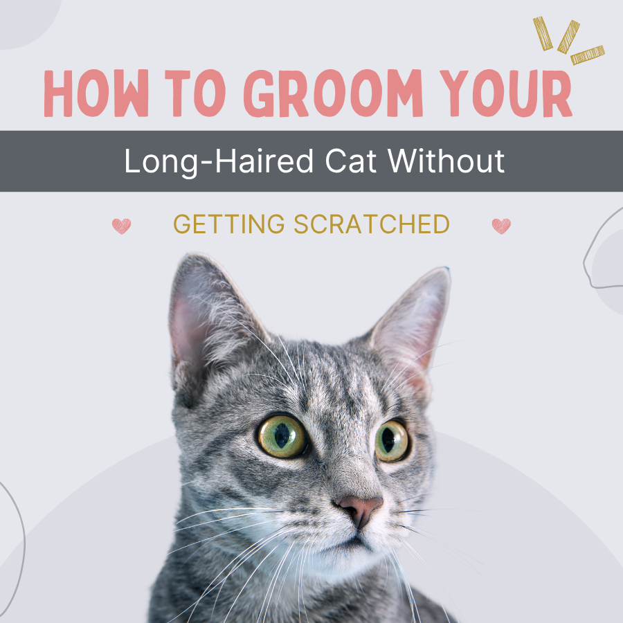 How to Groom Your Long-Haired Cat Without Getting Scratched