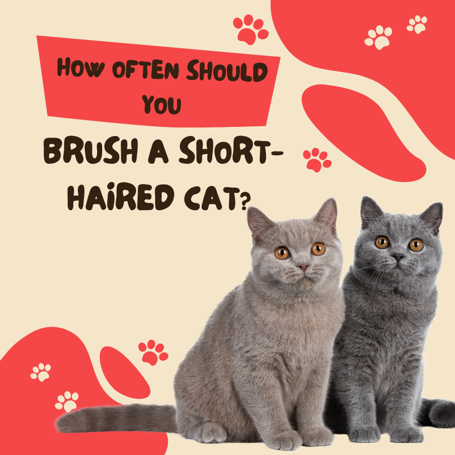 How Often Should You Brush a Short-Haired Cat?