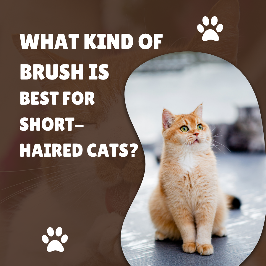 What Kind of Brush is Best for Short-Haired Cats?