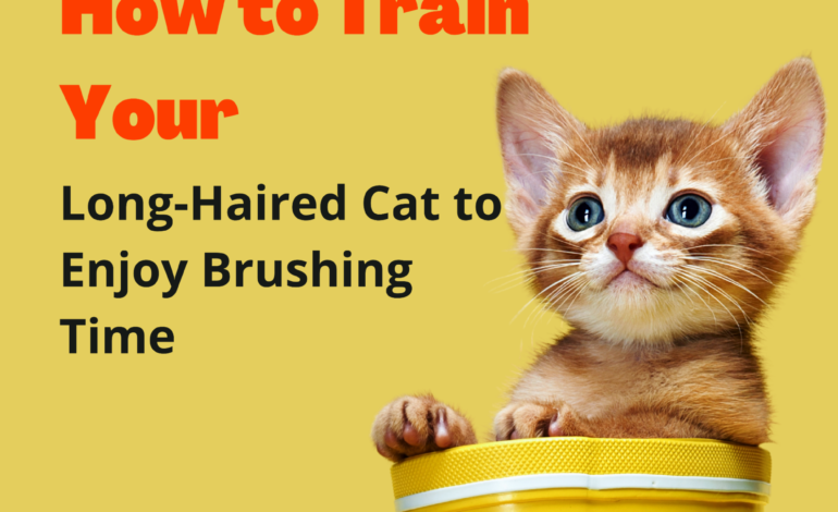How to Train Your Long-Haired Cat to Enjoy Brushing Time