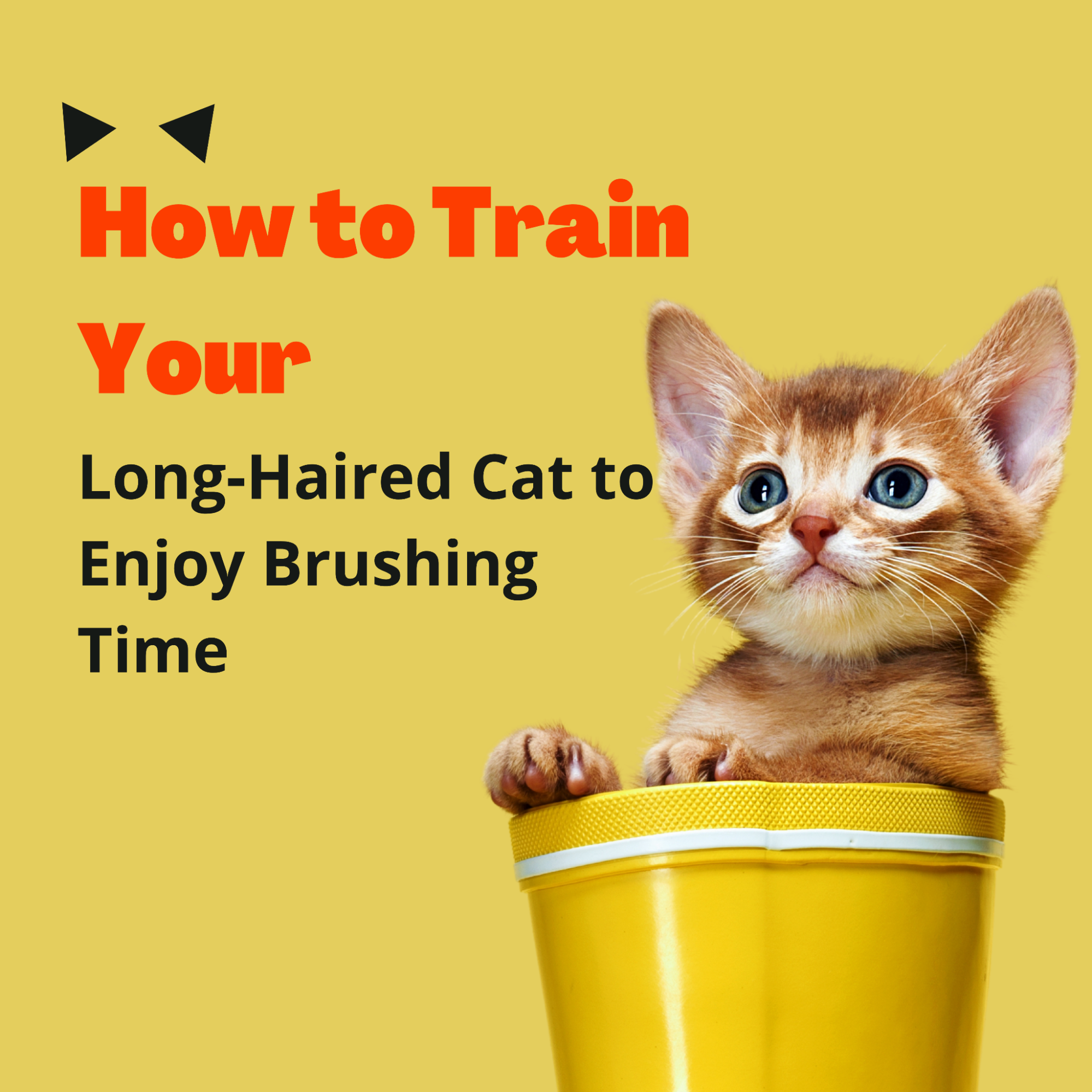 How to Train Your Long-Haired Cat to Enjoy Brushing Time
