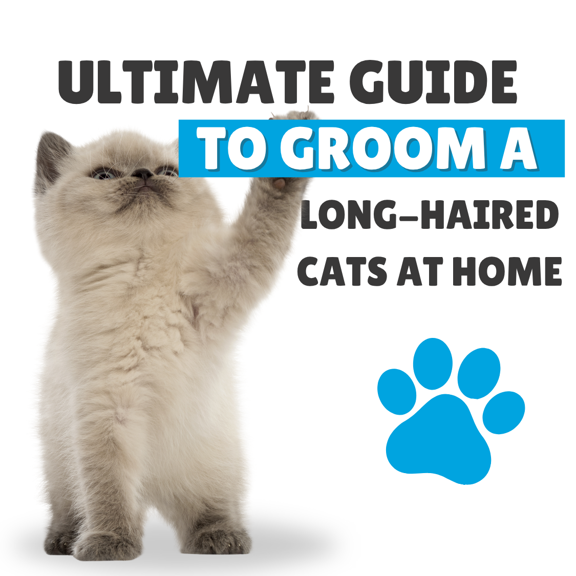 Ultimate Guide to Groom a Long-Haired Cats at Home