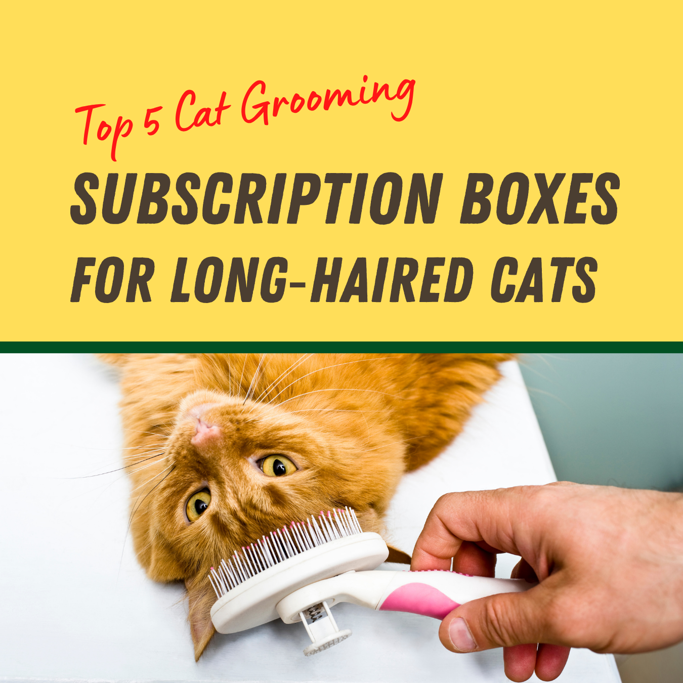 Top 5 Cat Grooming Subscription Boxes for Long‑Haired Cats
