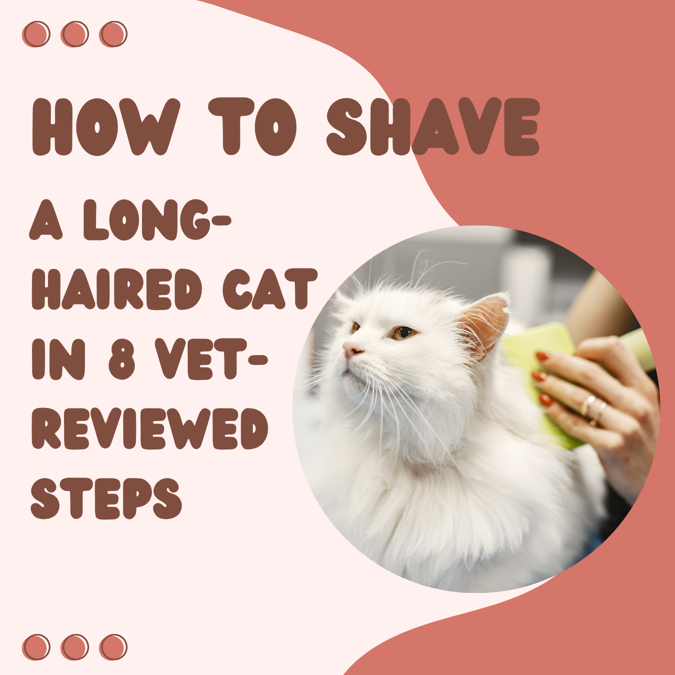 How to Shave a Long-Haired Cat in 8 Vet-Reviewed Steps