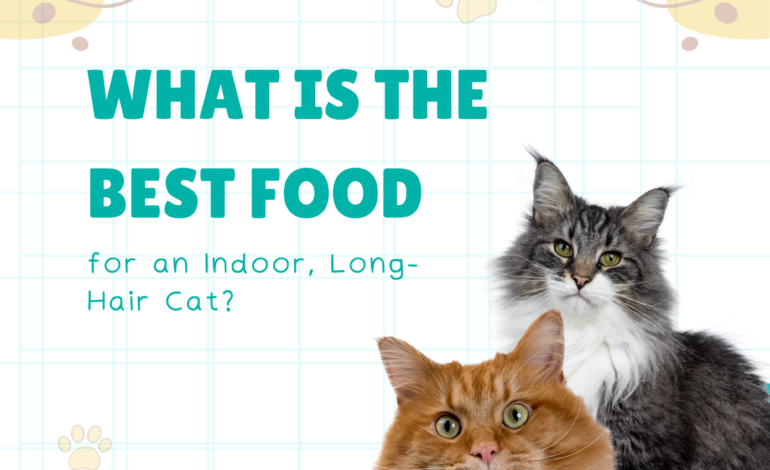 What is the Best Food for an Indoor, Long-Hair Cat?