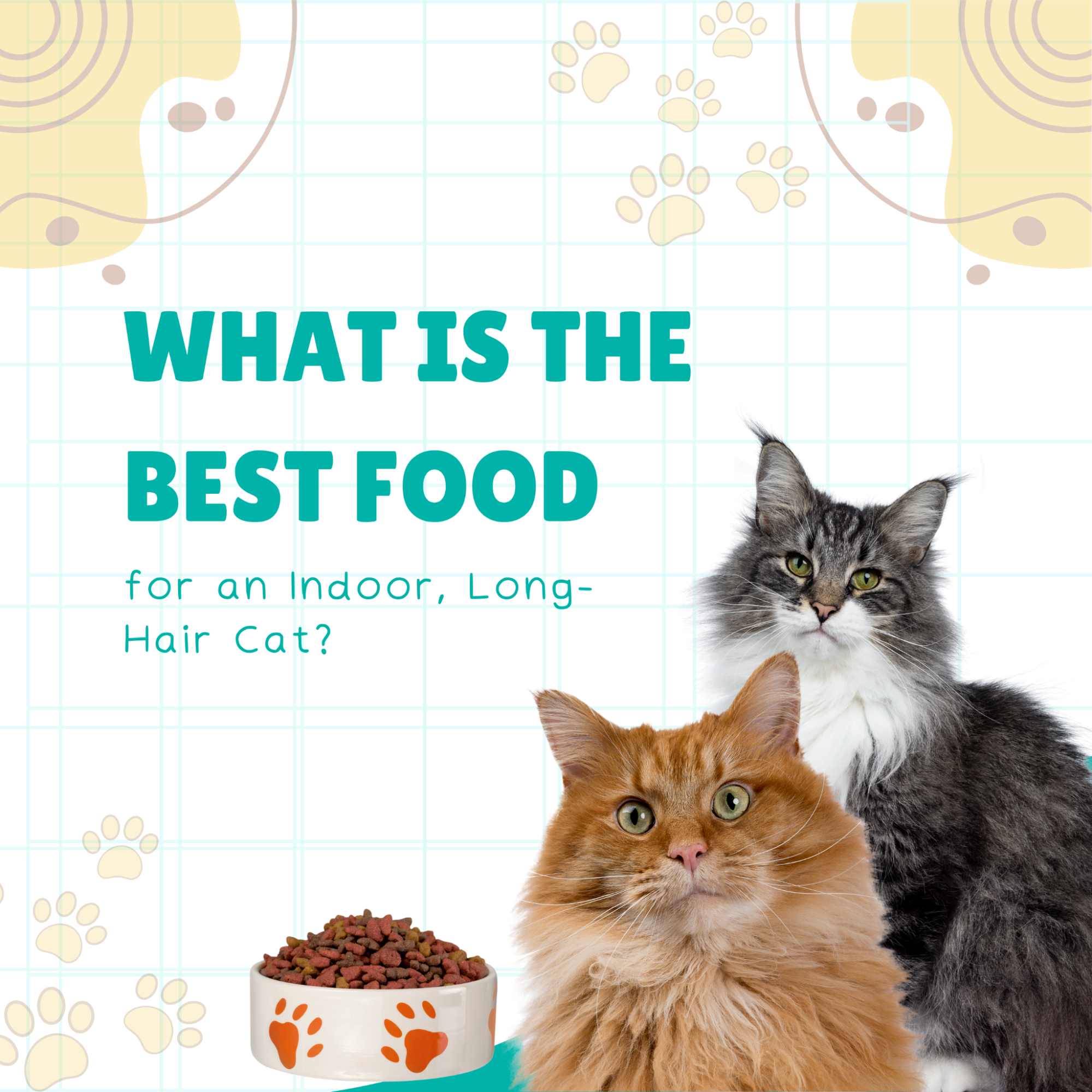 What is the Best Food for an Indoor, Long-Hair Cat?