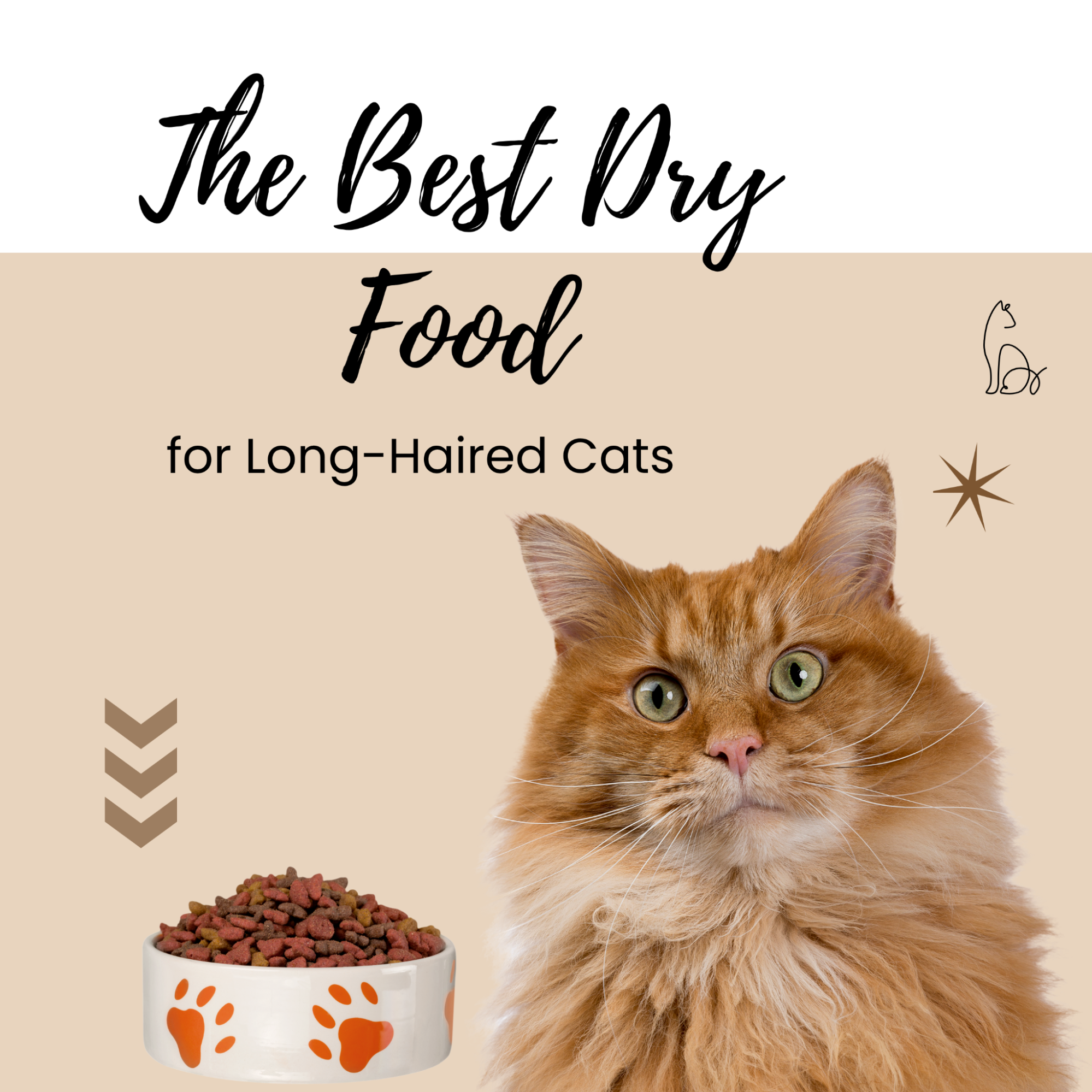 The Best Dry Food for Long-Haired Cats