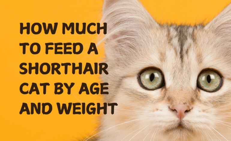 How Much to Feed a Shorthair Cat by Age and Weight