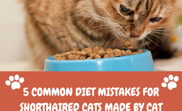 5 Common Diet Mistakes for Shorthaired Cats Made by Cat Parents