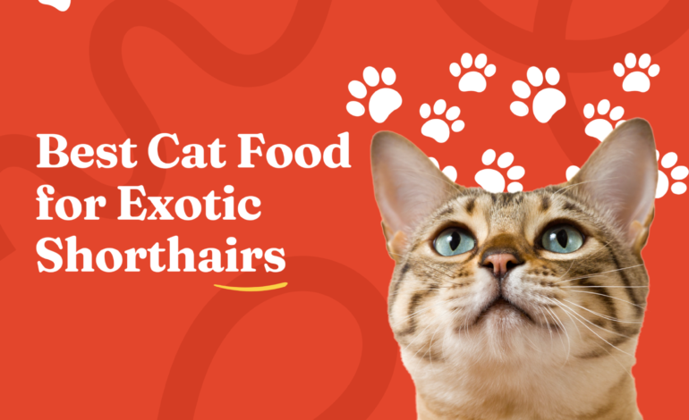 Best Cat Food for Exotic Shorthairs