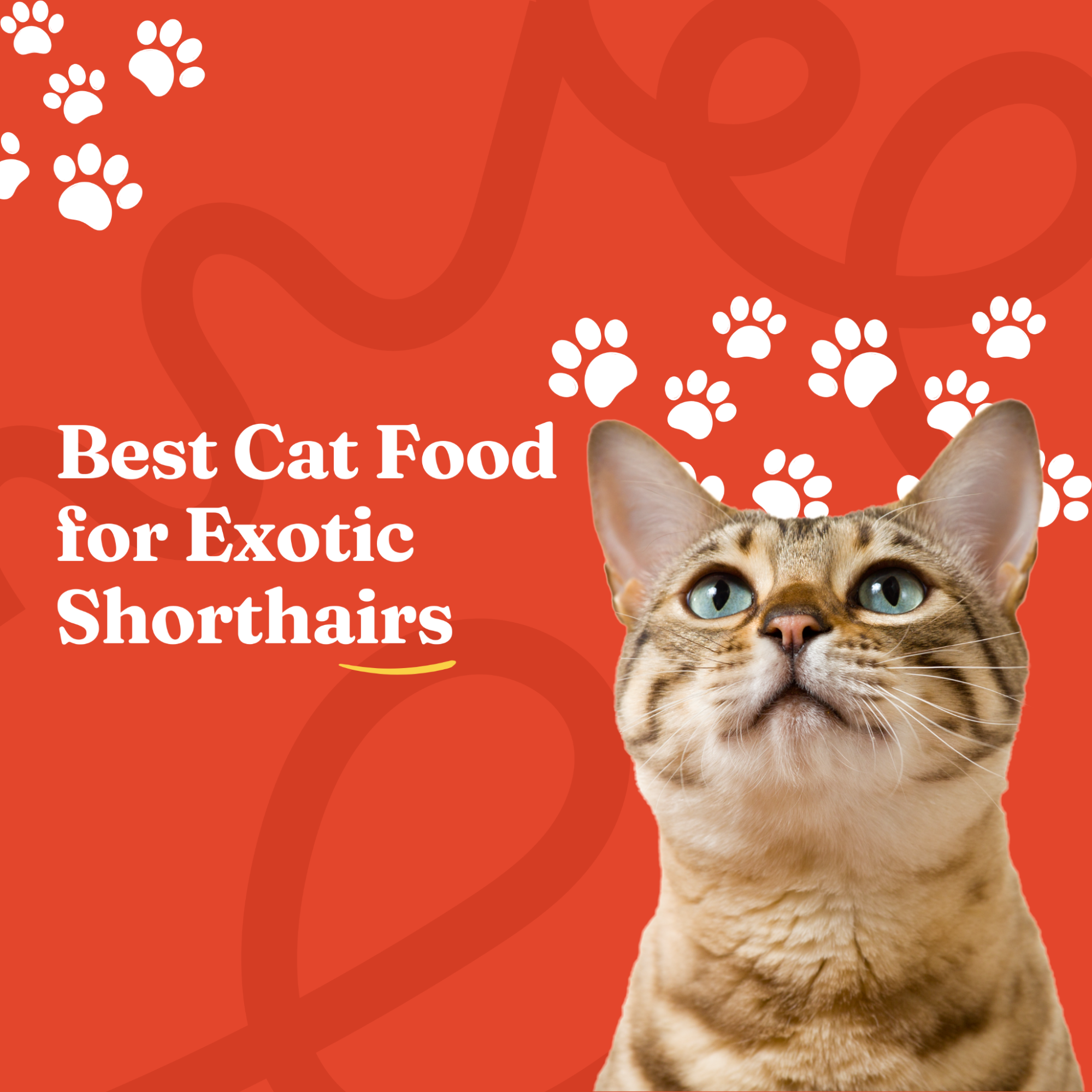 Best Cat Food for Exotic Shorthairs