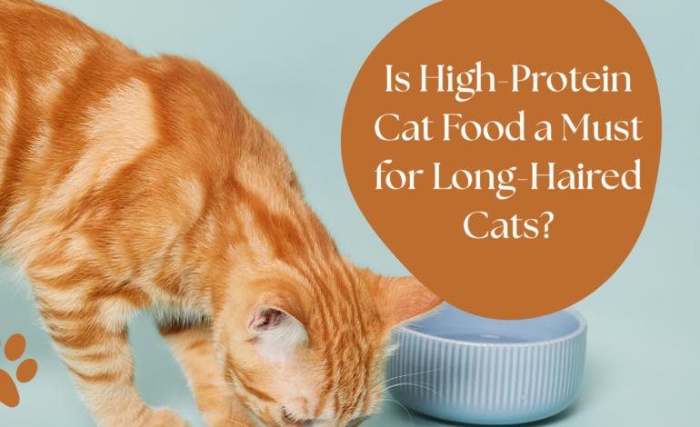 Is High-Protein Cat Food a Must for Long-Haired Cats?