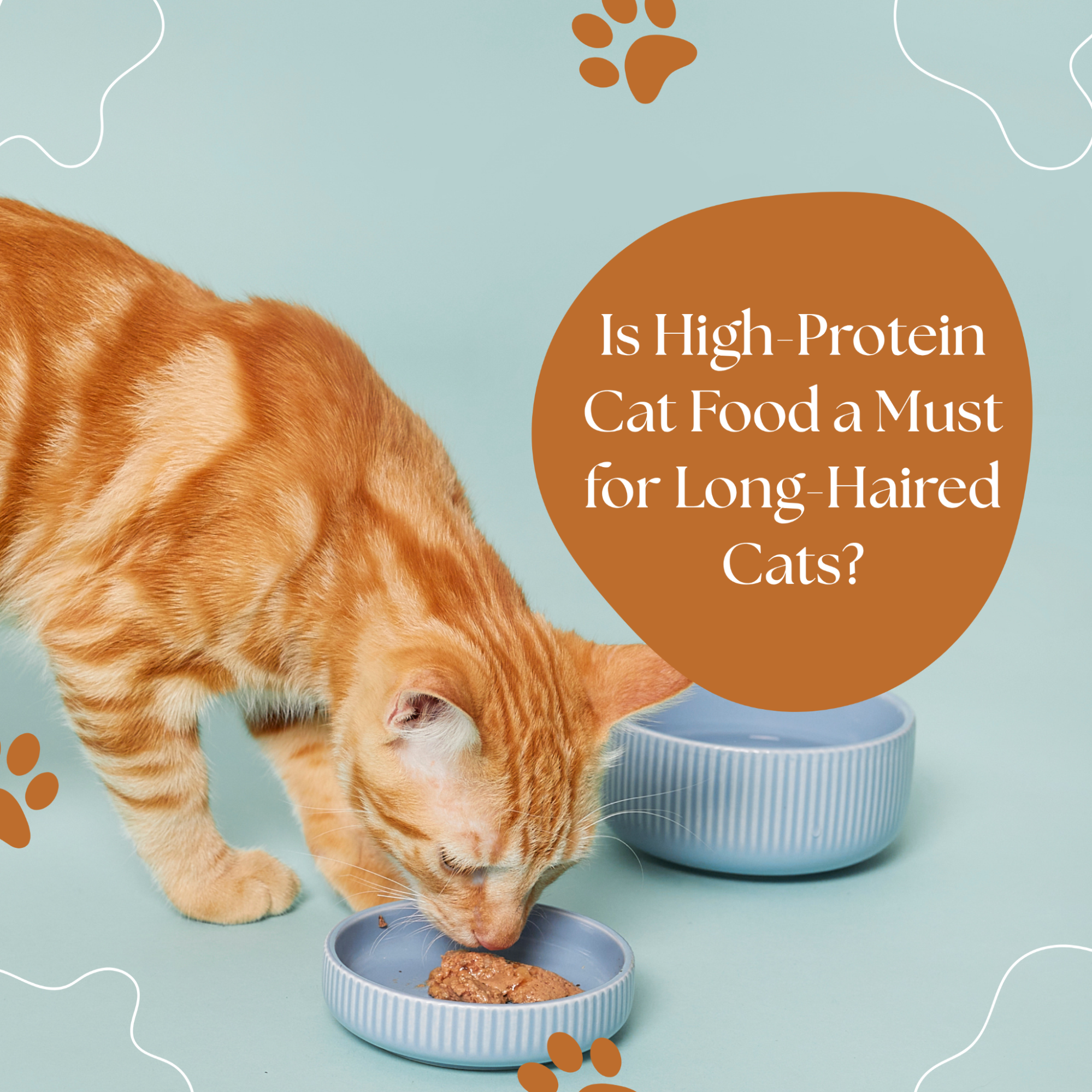 Is High-Protein Cat Food a Must for Long-Haired Cats?