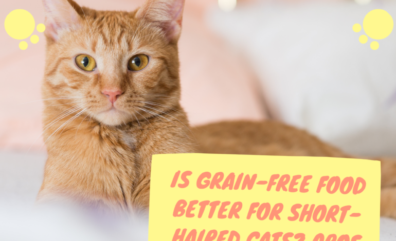 Grain-Free Food Better for Short-Haired Cats