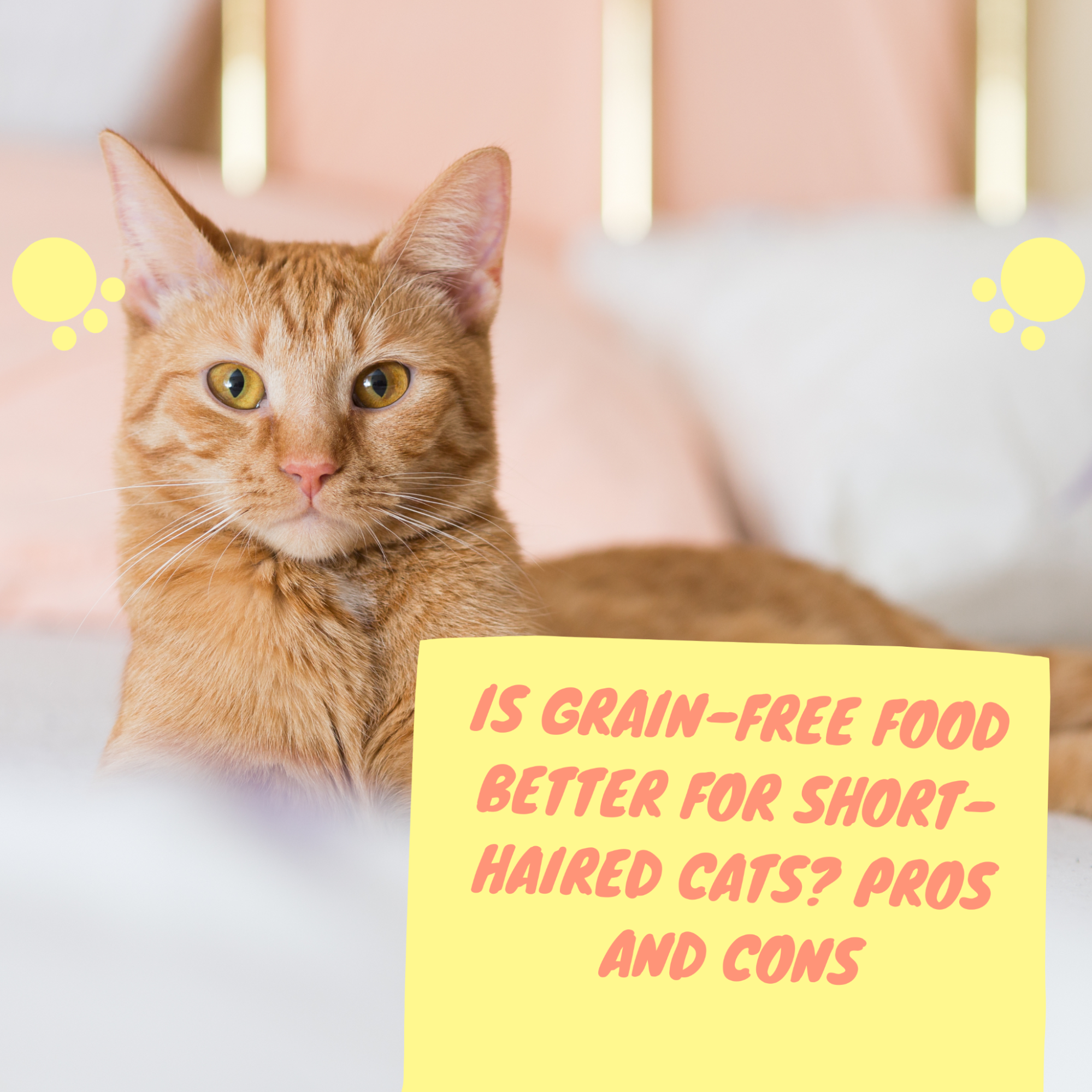 Is Grain-Free Food Better for Short-Haired Cats? Pros and Cons