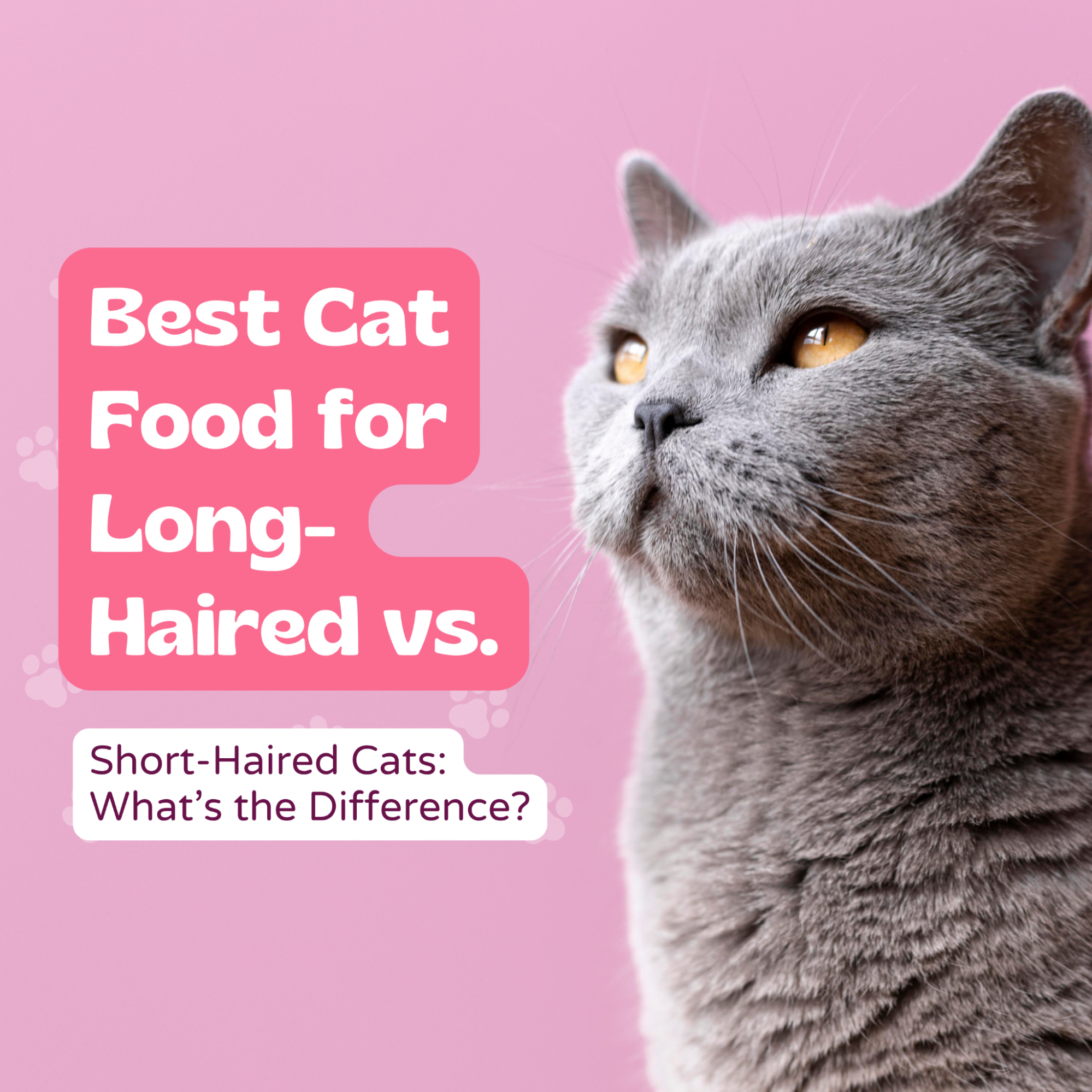 Best Cat Food for Long-Haired vs. Short-Haired Cats: What’s the Difference?