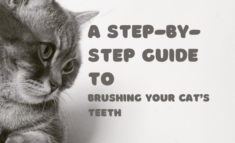 A Step-by-Step Guide to Brushing Your Cat’s Teeth