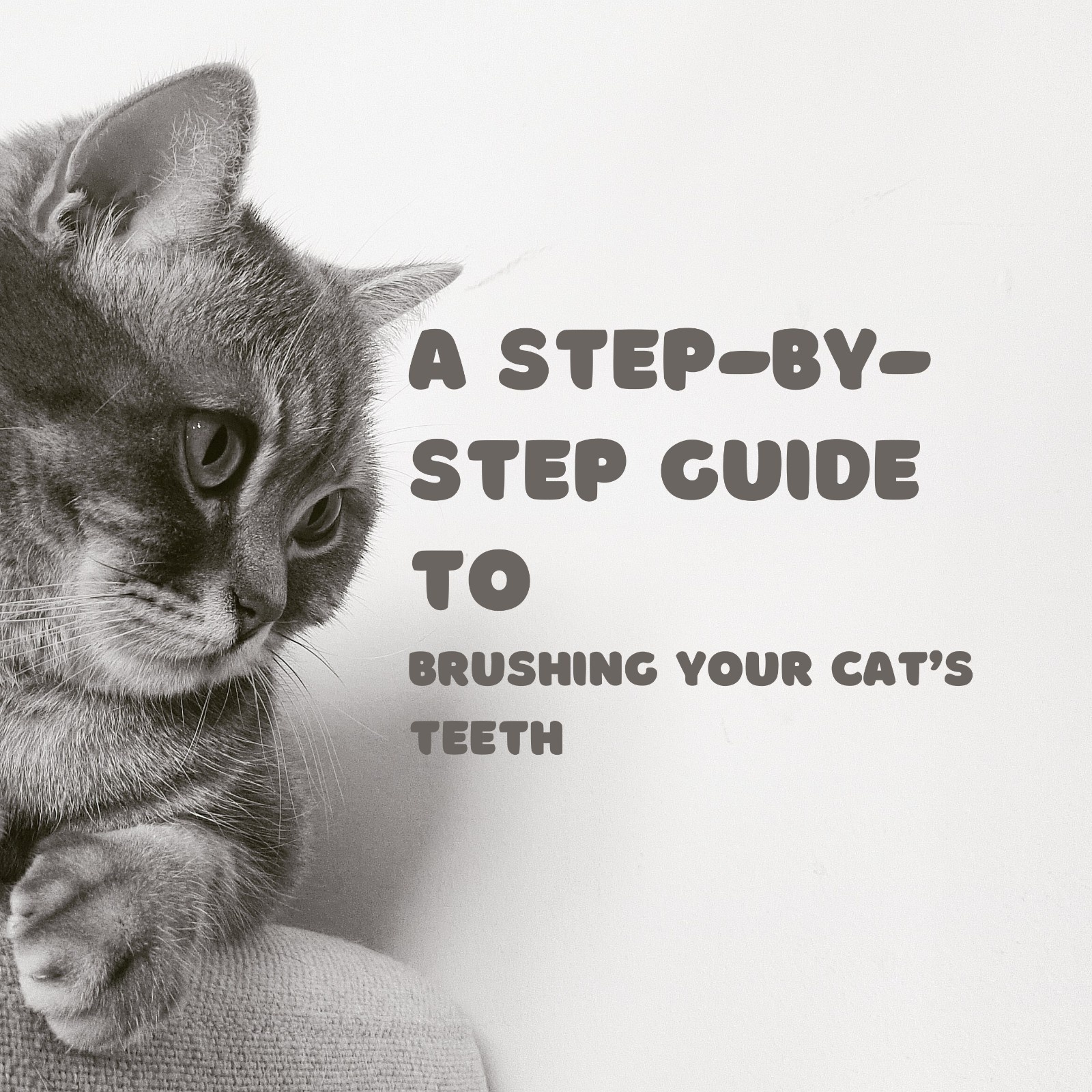 A Step-by-Step Guide to Brushing Your Cat’s Teeth