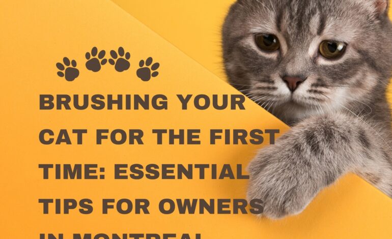 Brushing Your Cat for the First Time: Essential Tips for Owners in Montreal