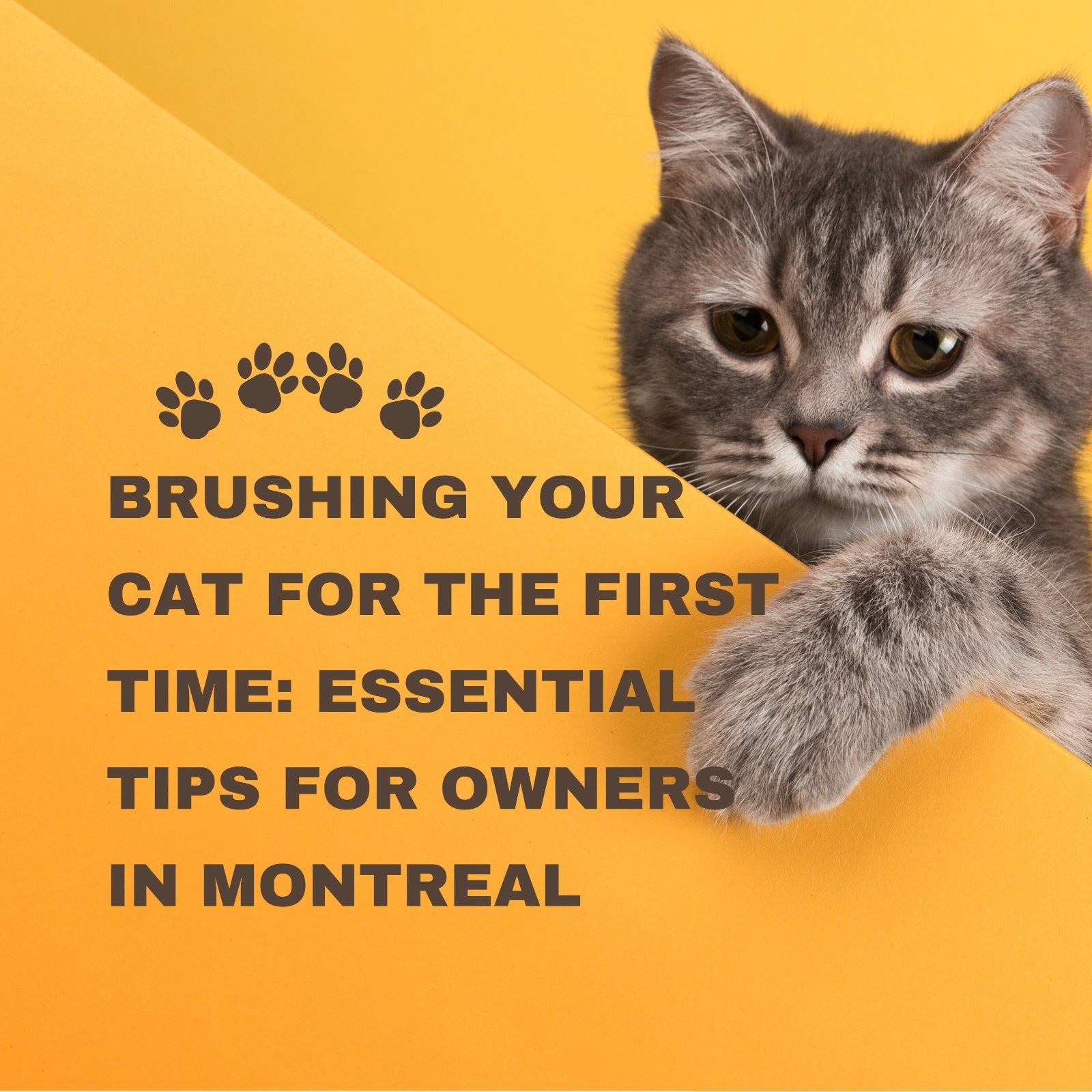 Brushing Your Cat for the First Time: Essential Tips for Owners in Montreal