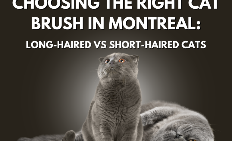 Choosing the Right Cat Brush in Montreal: Long-Haired vs Short-Haired Cats