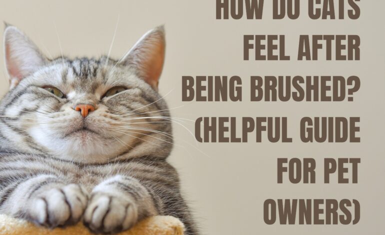 How Do Cats Feel After Being Brushed? (Helpful Guide for Pet Owners)