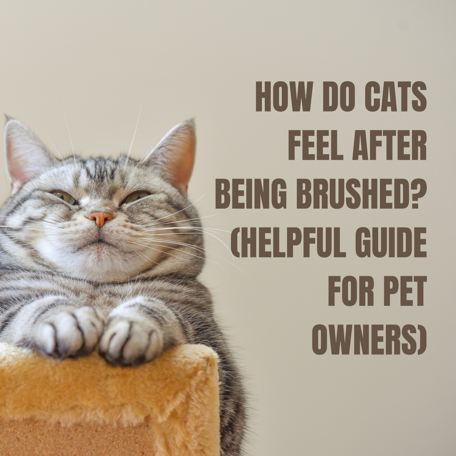 How Do Cats Feel After Being Brushed? (Helpful Guide for Pet Owners)