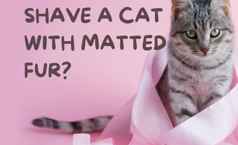 How To Shave A Cat With Matted Fur?