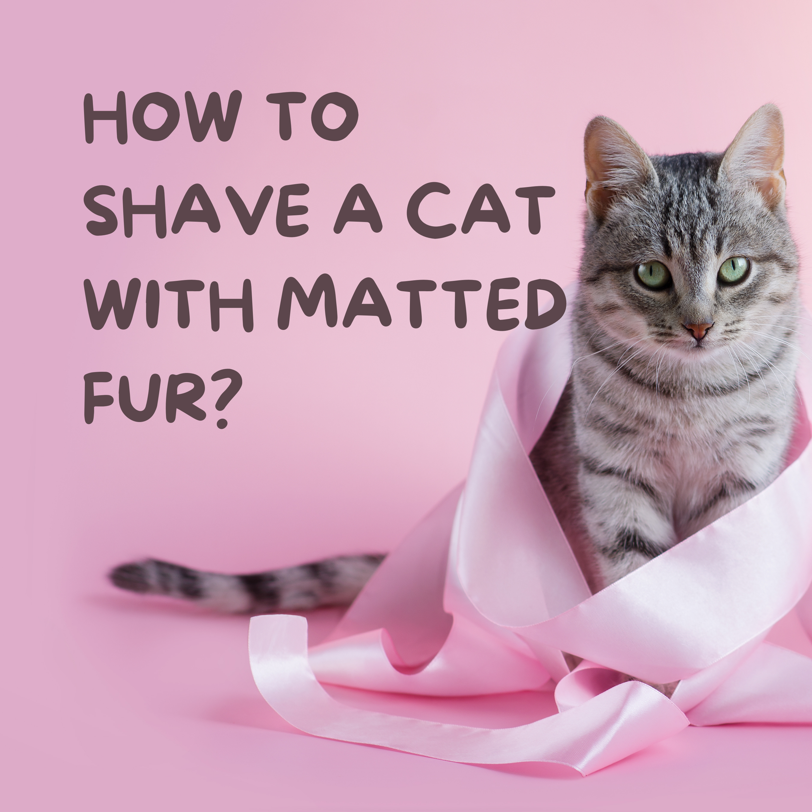 How To Shave A Cat With Matted Fur?