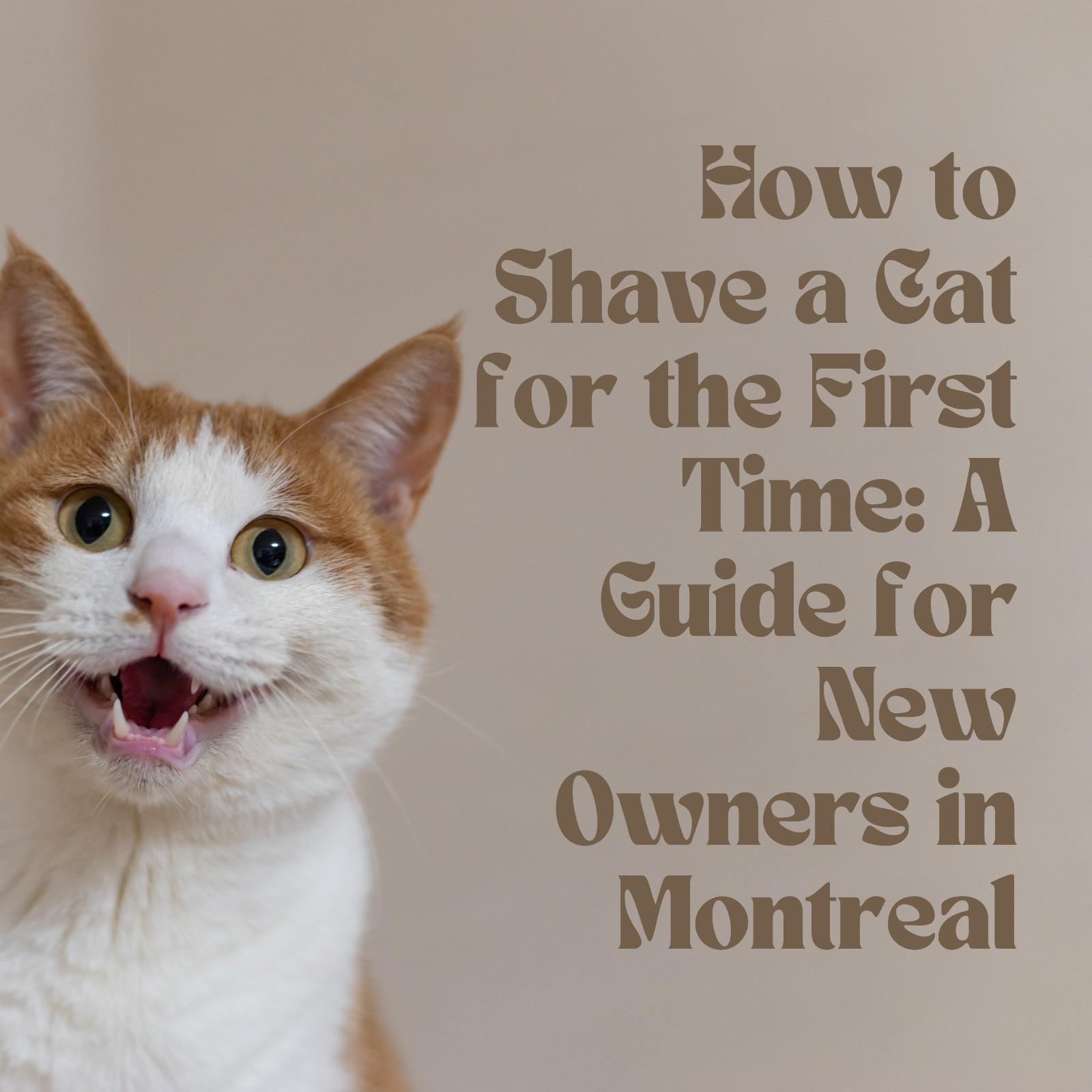 How to Shave a Cat for the First Time: A Guide for New Owners in Montreal