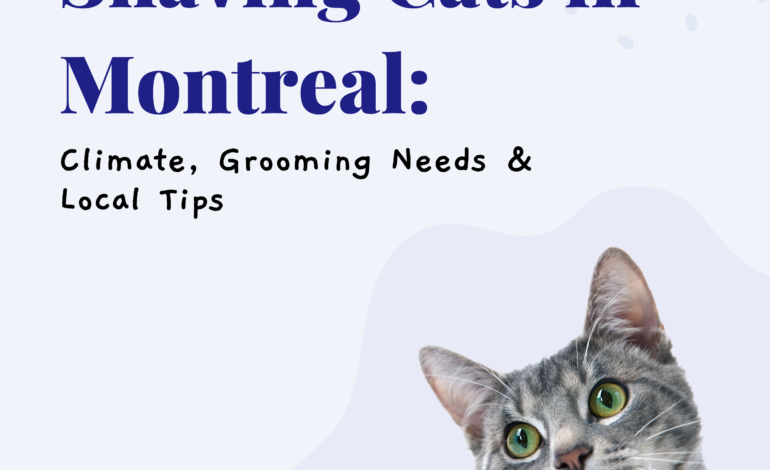 Shaving Cats in Montreal: Climate, Grooming Needs & Local Tips